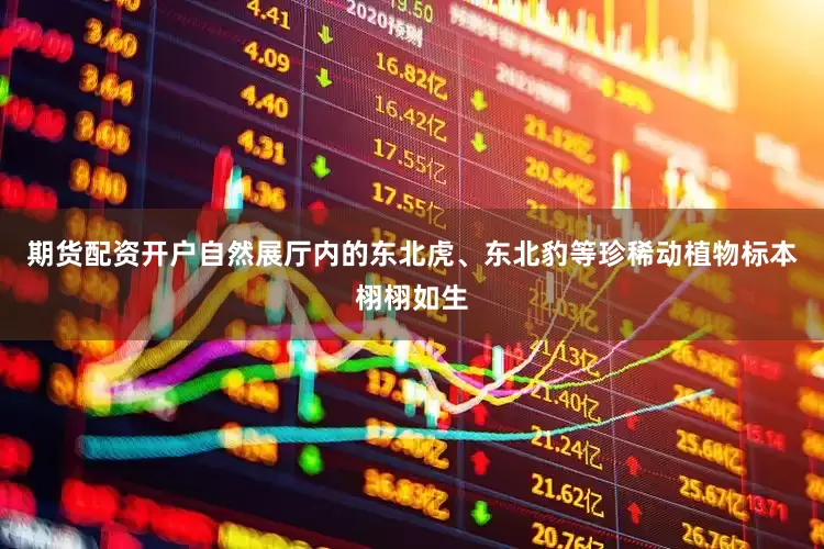 期货配资开户自然展厅内的东北虎、东北豹等珍稀动植物标本栩栩如生